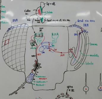 곤충의 브레인.JPG