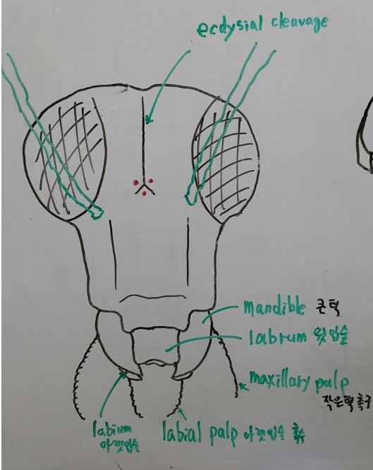 메뚜기의 앞면.JPG