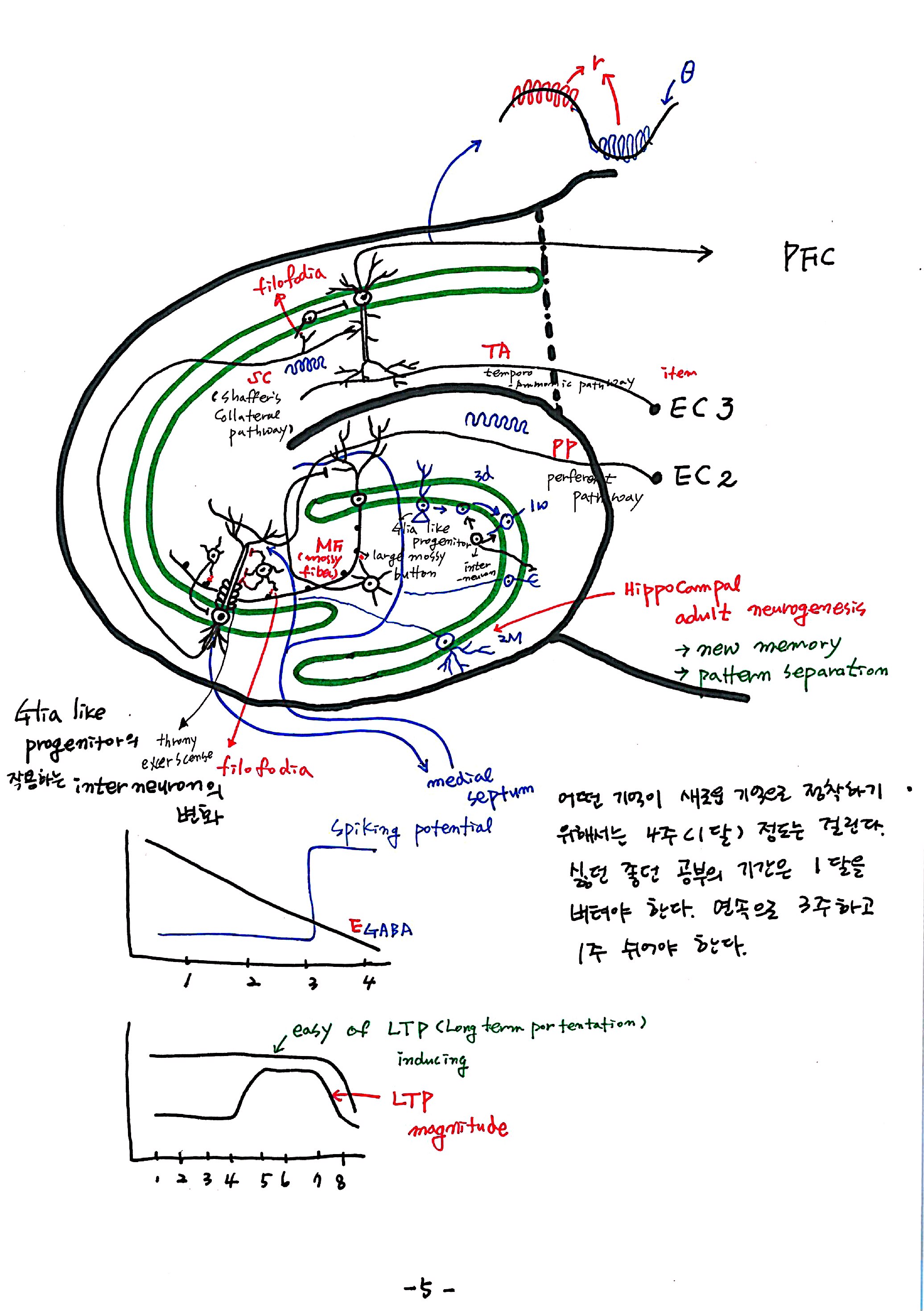 제 7회 특별한 뇌과학 5강 hippocampus2 5.jpg