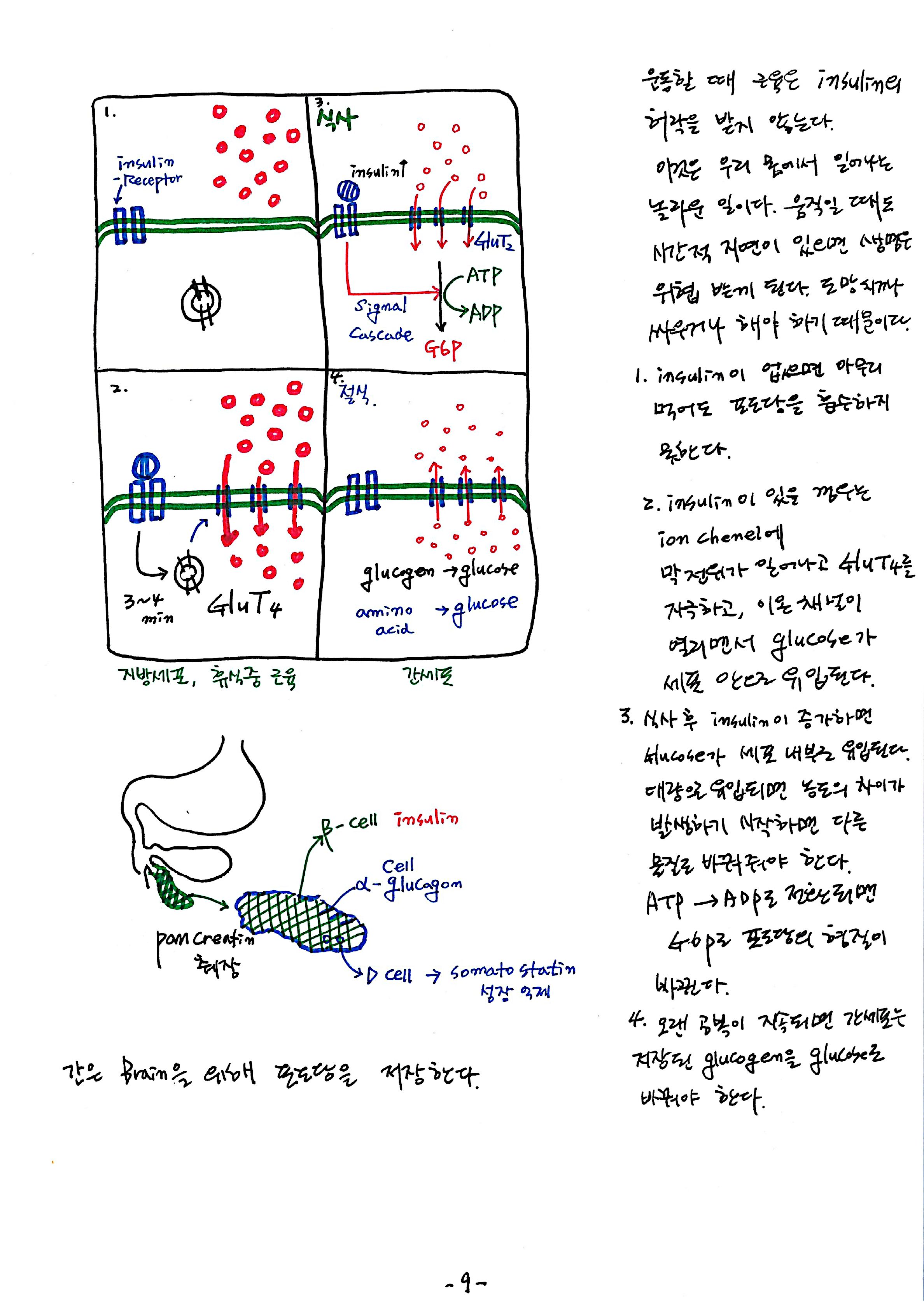 노트 제 7회 특별한 뇌과학 7강 시상하부, 식욕 9.jpg