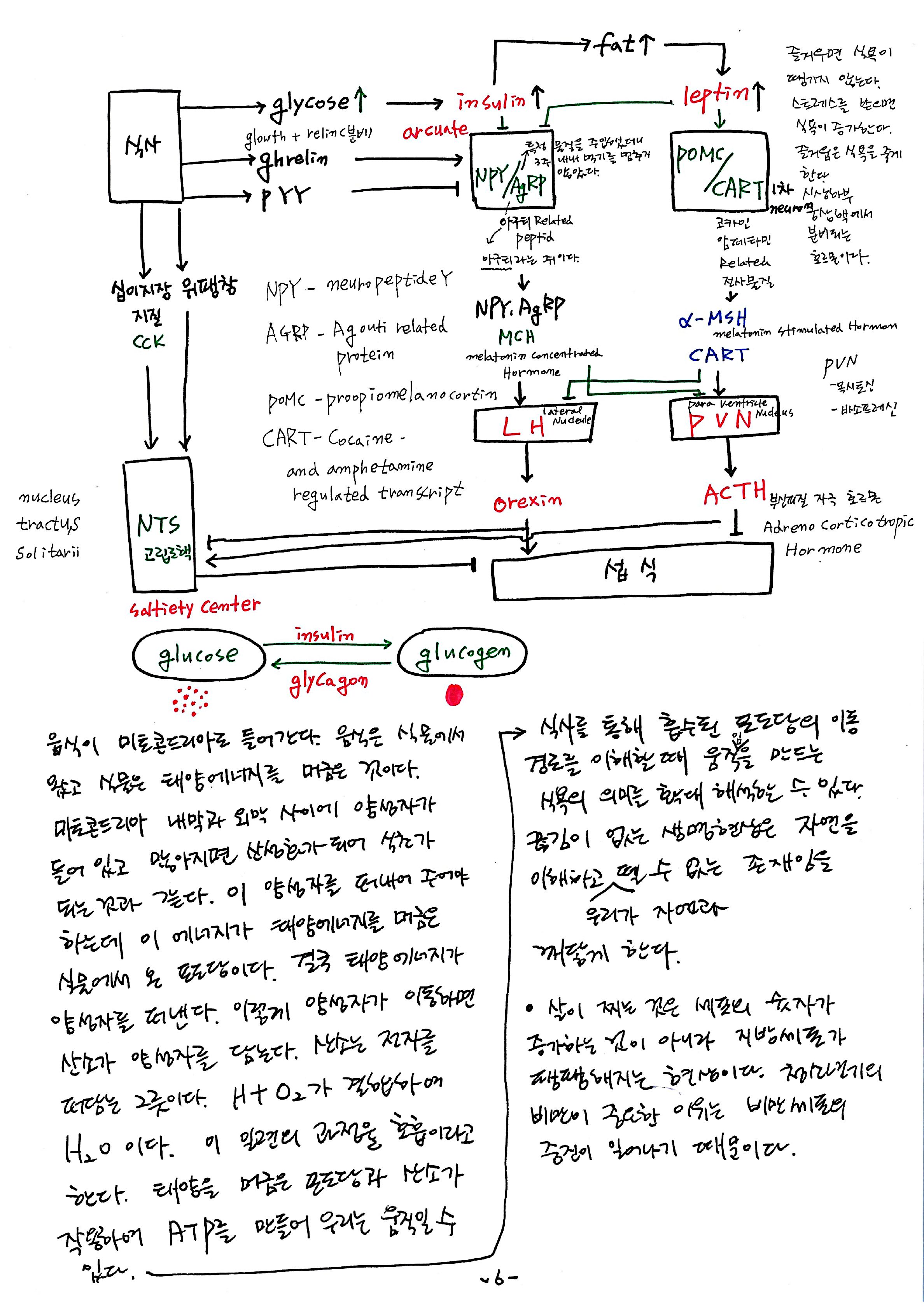 노트 제 7회 특별한 뇌과학 7강 시상하부, 식욕 6.jpg