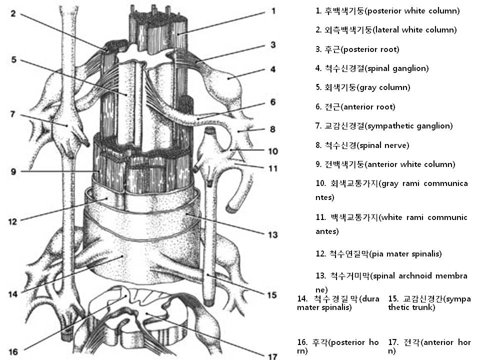 척수4.jpg
