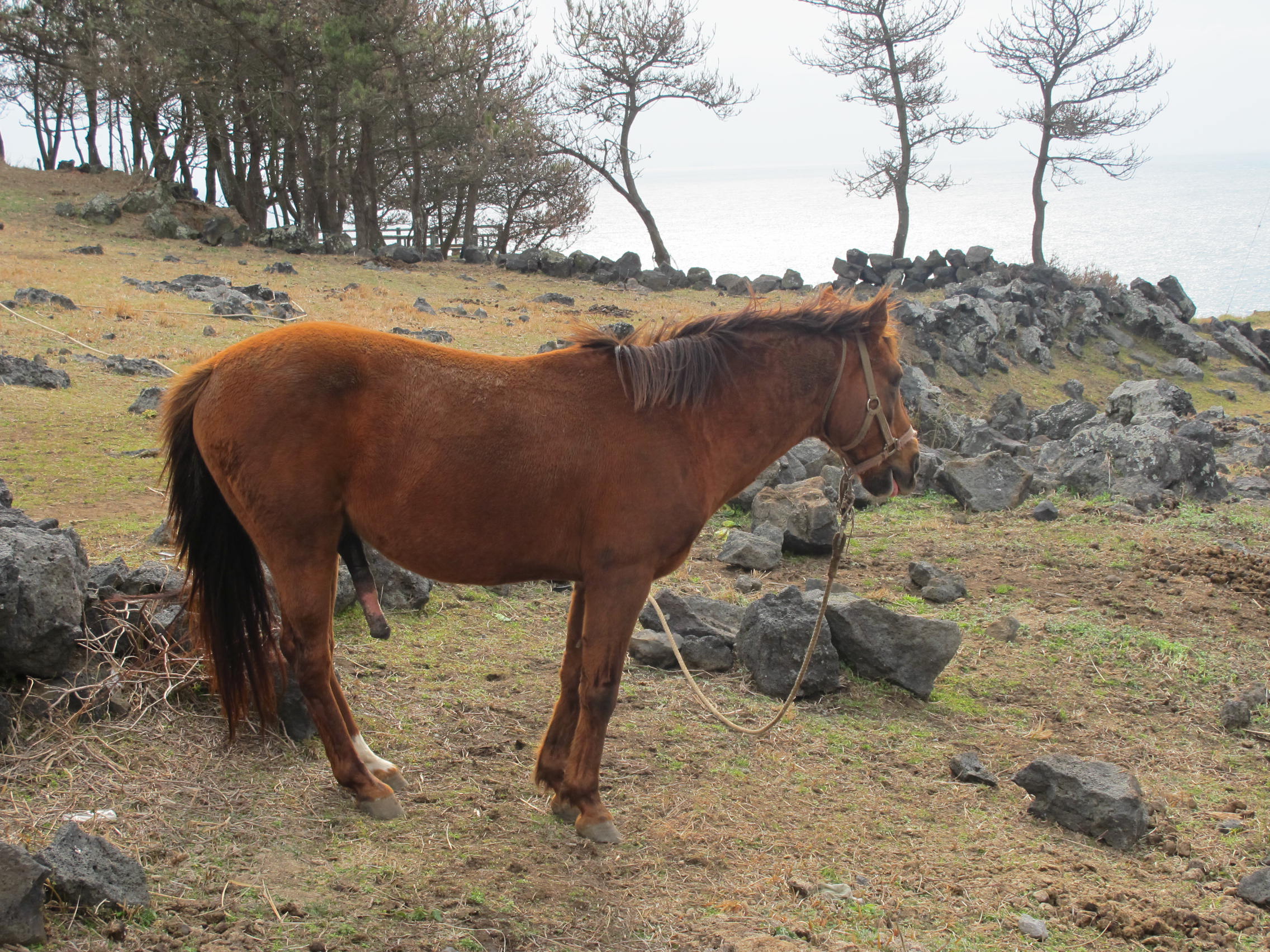 IMG_6239 - 복사본.JPG