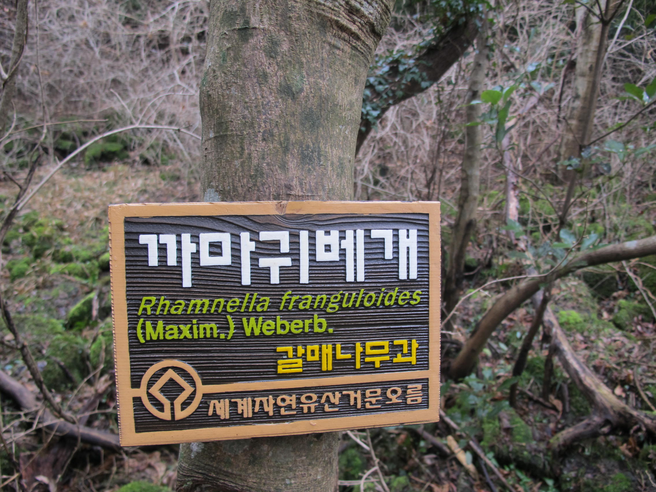 IMG_5966 - 복사본.JPG