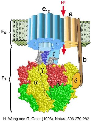 ATP_synthase2.jpg