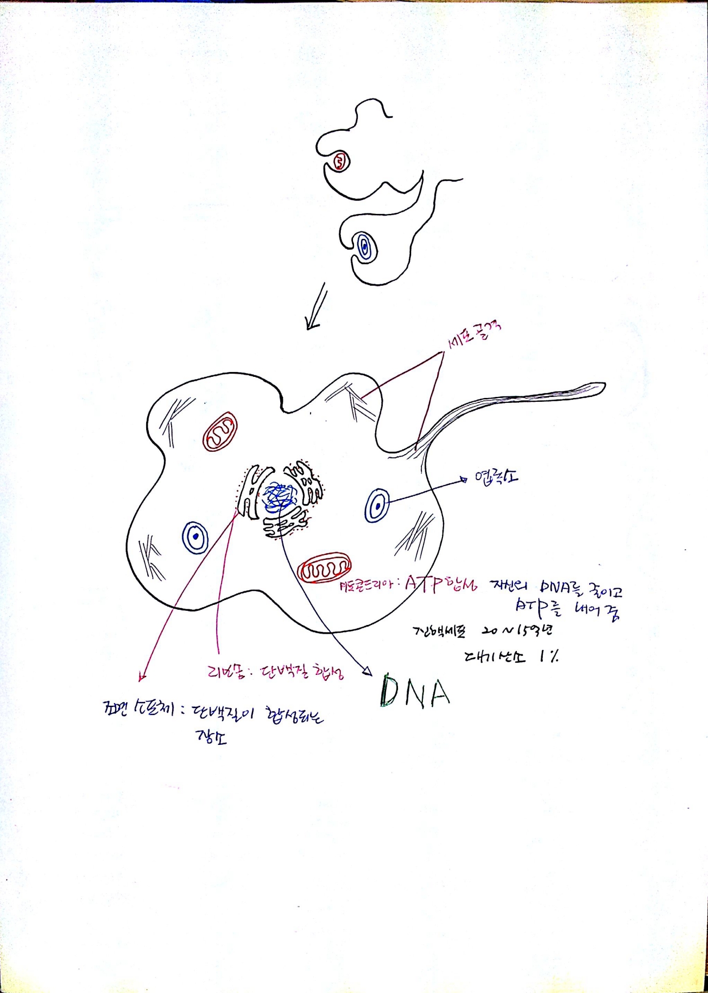137억년 우주진화 -10강 생명04.jpg